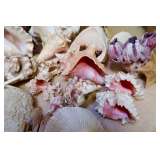 Seashells, Conch Shells, Sea Urchin & Coral