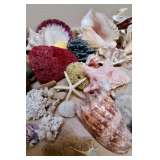 Beautiful Coral & Shells