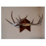 Antler Mount