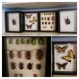 Insect Framed Taxidermy
