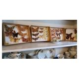 Unique Insect Taxidermy