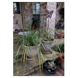 Live plants - $6.00 ea