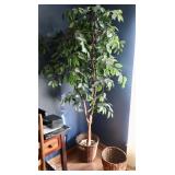 Ficus Trees $10.00 ea
