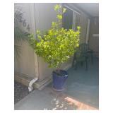 Bethel Estate Sales - Calimesa 