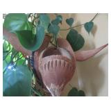 Coconut shell bird feeder