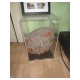 Beehive in Lucite case