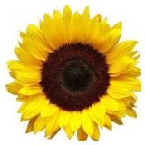 Drive Thru Public Consignment Auction