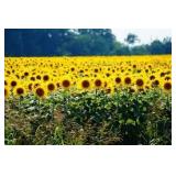 Monthly Public Equipment Consignment Auction / Estate Liquidation