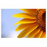 Public Consignment Auction