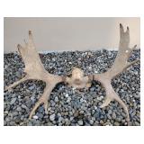 moose horns