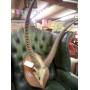 Outstanding Annual Memorial Day Auction