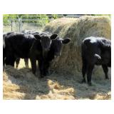 Parker County Impounded Livestock Auction - Online Only