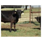 Weatherford Corriente Cattle Auction - Online Only