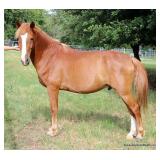 Parker County Impounded Livestock Auction - ONLINE