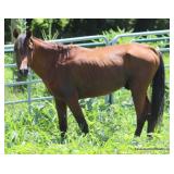 Parker County Impounded Livestock Auction Online Only