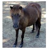 Parker County Impounded Livestock Auction- Online Only