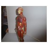 Anatomical model turn of the century