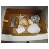 Specimin seashells