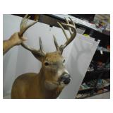 Deer Taxidermy