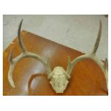 ANTLERS #2