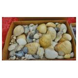 LOT SEASHELLS, SAND DOLLARS
