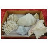LOT SEASHELLS, CORAL