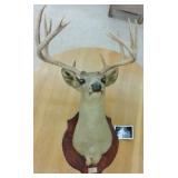 LARGE MOUNTED BUCK WITH PHOTO EVIDENCE (1960)