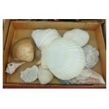 LOT SEASHELLS