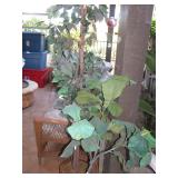 Plants