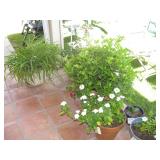 Plants