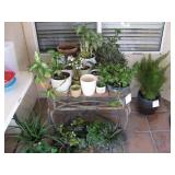 Plants