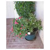 Plants