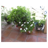 Plants