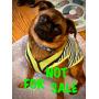 JOIN CUBBY FOR AN ESTATE SALE IN LEISURETOWN