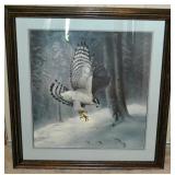 Northern Goshawk- Charles Frace