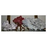 Aquatic Life: Authentic Coral