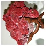 Aquatic Life: Authentic Cora