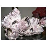 Aquatic Life: Authentic Cora