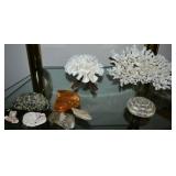 Aquatic Life: Authentic Cora