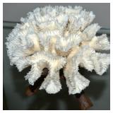 Aquatic Life: Authentic Cora