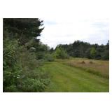 Mature Pine Trees and Field