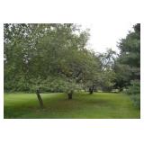 Beautiful Landscaping