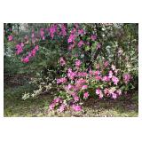 A PHOTO JUST FOR YOUR ENJOYMENT