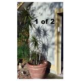 NICE POTTED PLANT. 1 OF 2