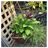 PLANT WITH MULTIPLE PLANTS