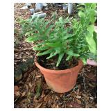 BEAUTIFUL POTTED FERN.