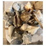 MORE SEASHELLS