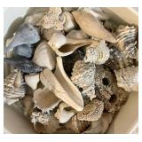 MORE SEASHELLS