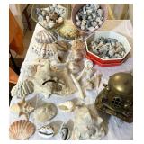 SEA SHELLS