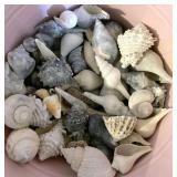 SEA SHELLS